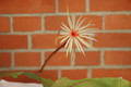 epiphyllum phyllanthus rubrocoronatum rba373 723