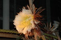 selenicereus grandiflorus koenigin 2006 05 9738