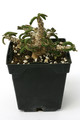 euphorbia cylindrifolia tuberifera 0829