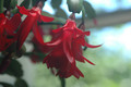 schlumbergera x buckleyi george g 10