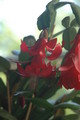 schlumbergera x buckleyi george g 02