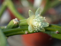 rhipsalis neves armondii2 18