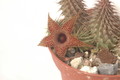 huernia pillansii 07