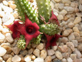 huernia schneideriana ex abbey 02