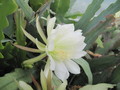 eh kimnachii 6 2 jitold chiapas pk7403 9914