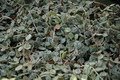 hoya curtisii 6552