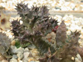 huernia quinta sheilam10