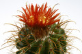 parodia maassii platygona 0459