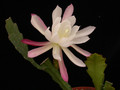 eh rhodos 8765 01