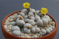 lithops ruschiorum nelii c102 0226