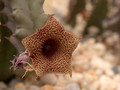huernia loeseriana karoo 02