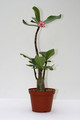 adenium obesum shada 3528