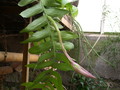 epiphyllum chrysocardium 02