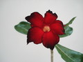 adenium shangri la 03