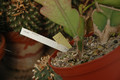 epiphyllum phyllanthus rubrocoronatum rba373 732
