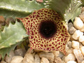 huernia kirkii zander 04