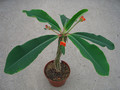 euphorbia viguieri 0795