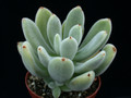 echeveria leucotricha 02
