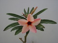 adenium hybr the peach002