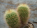 mammillaria beiseli