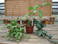 hoya plants 07611