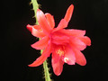 aporocactus oakleigh conquest3