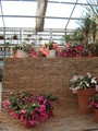 schlumbergera verkauf 4688