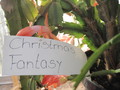 schlumbergera christmas fantasy 7698