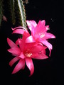 aporocactus glorianna 981640