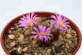 conophytum tantillum helenae rr1635 3510