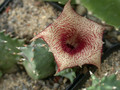 huernia barbata karoo 01