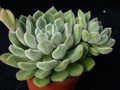 echeveria setosa 02