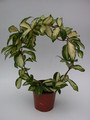hoya carnosa melanie 3919