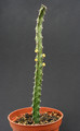 euphorbia quadrilatera 2392