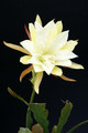 eh judy c 7257 5086