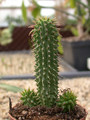 hoodia gordonii 04
