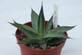 agave chrysoglossa nacapule canyon 02