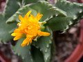 faucaria tuberculosa 07