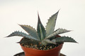 agave palmeri ruby az 8527