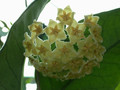 hoya dimorpha 0259 01