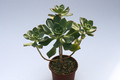 aeonium haworthii 8008