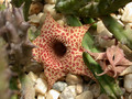 huernia hystrix 02