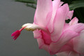 schlumbergera pastel 6395