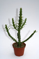 euphorbia zoutpanbergensis 4020