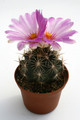 thelocactus bicolor sb563 0253