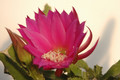 eh kaethe foerster 228 011