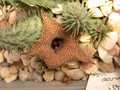huernia x distincta 02