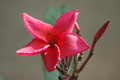 plumeria rot 707