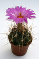 thelocactus bicolor tricolor 9851