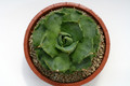 agave verschaffeltii minima 7664